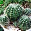 Lobivia _arachnacantha _(Echinopsis ancistrophora ssp.arachnacantha) _06